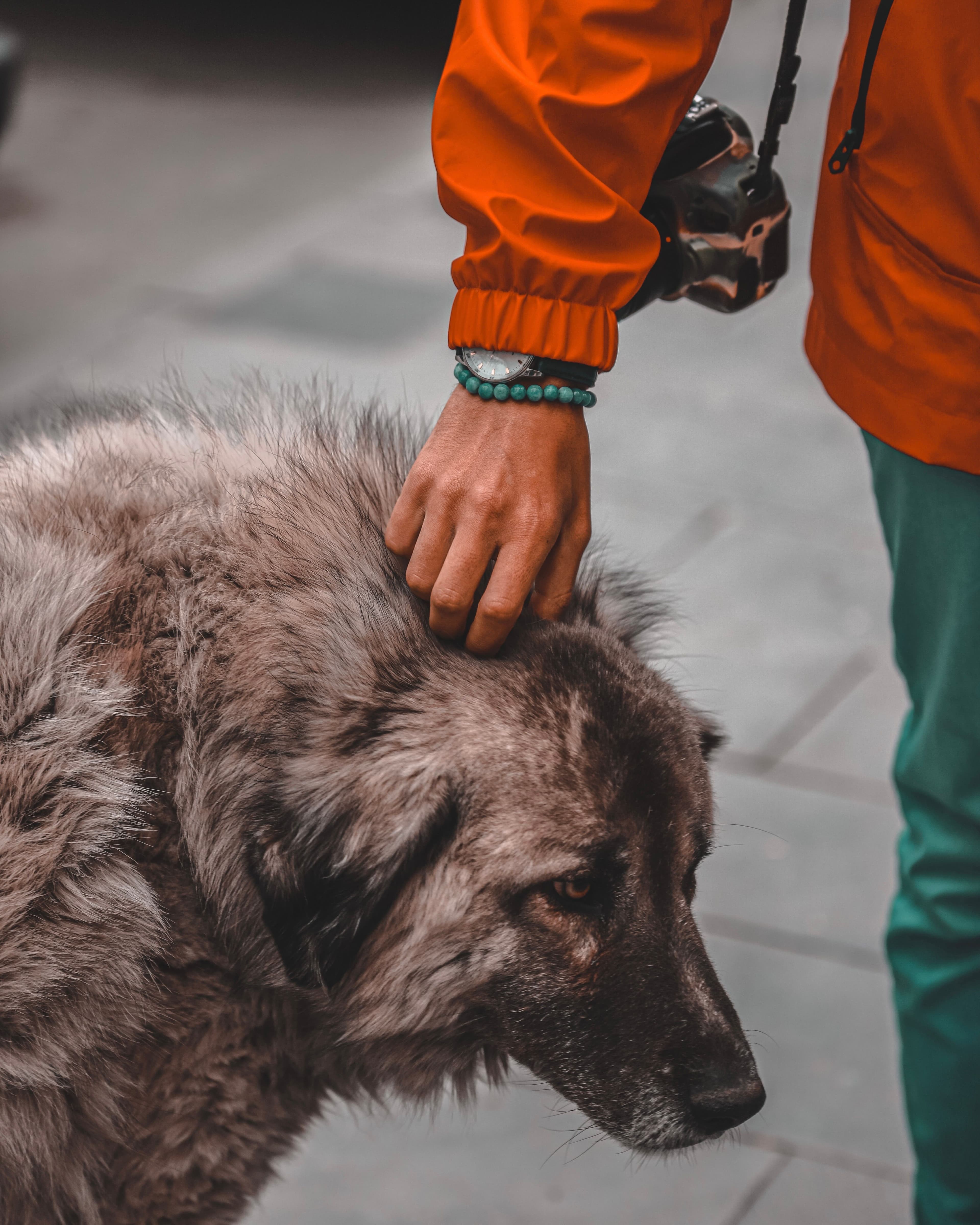 Northern PAWS
